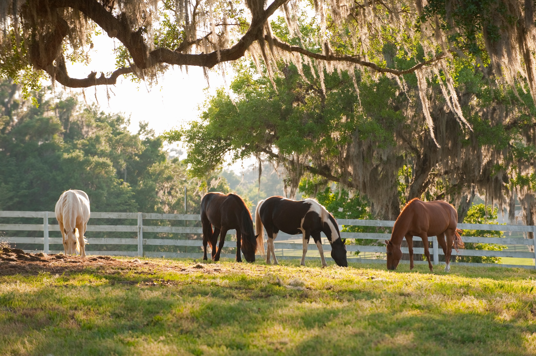 Horses grazing on farm